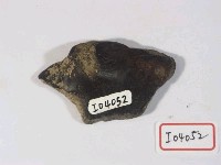 藏品(龜殼內支撐甲板化石)的圖片